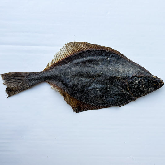 Flounder Fish