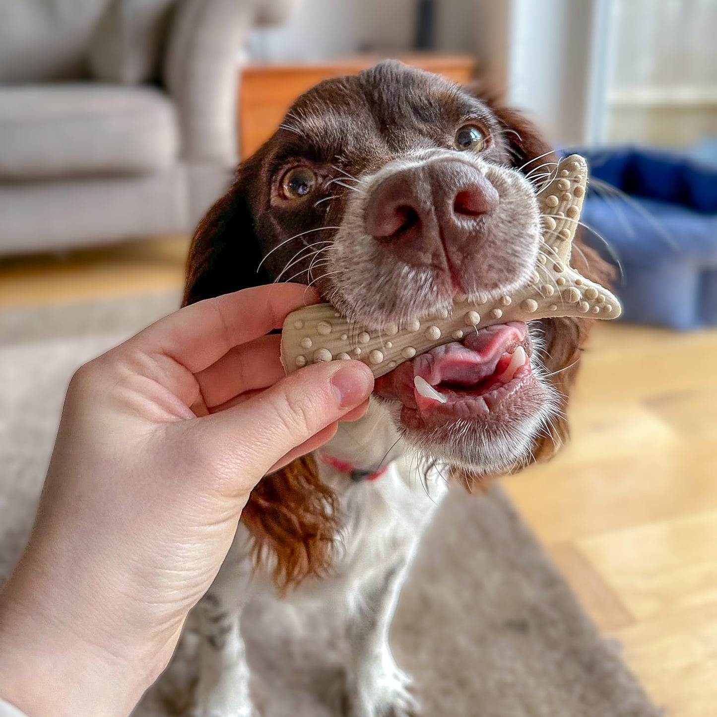 Peanut Butter Filled Antlers